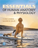 Essentials of human anatomy & physiology